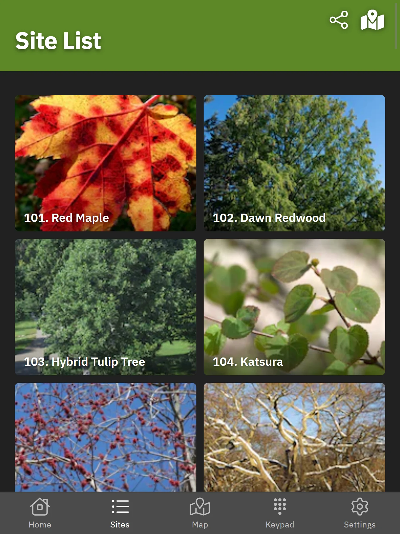 Expeditions: Arnold Arboretum screenshot